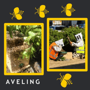 Bees at Aveling
